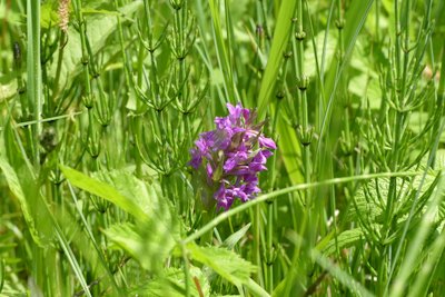 Breitblaettriges-Knabenkraut